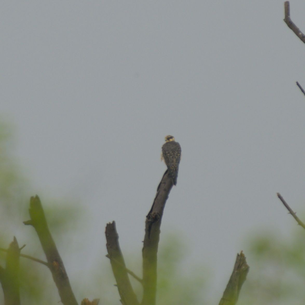 Eurasian Hobby - ML643130412