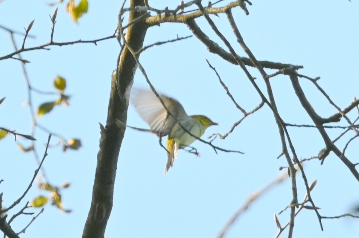 ノドグロミドリアメリカムシクイ - ML643130429