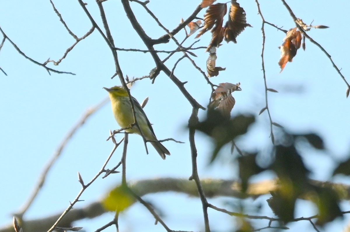 ノドグロミドリアメリカムシクイ - ML643130430