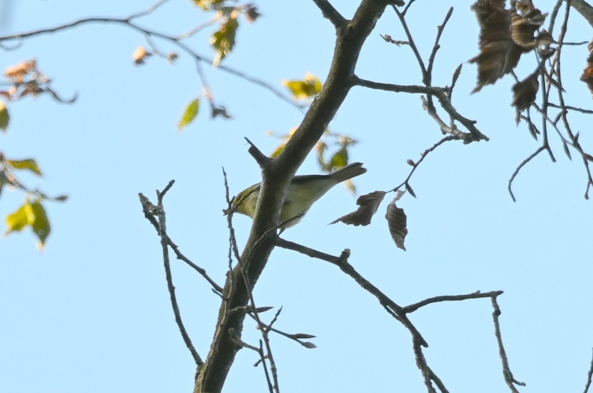 ノドグロミドリアメリカムシクイ - ML643130431