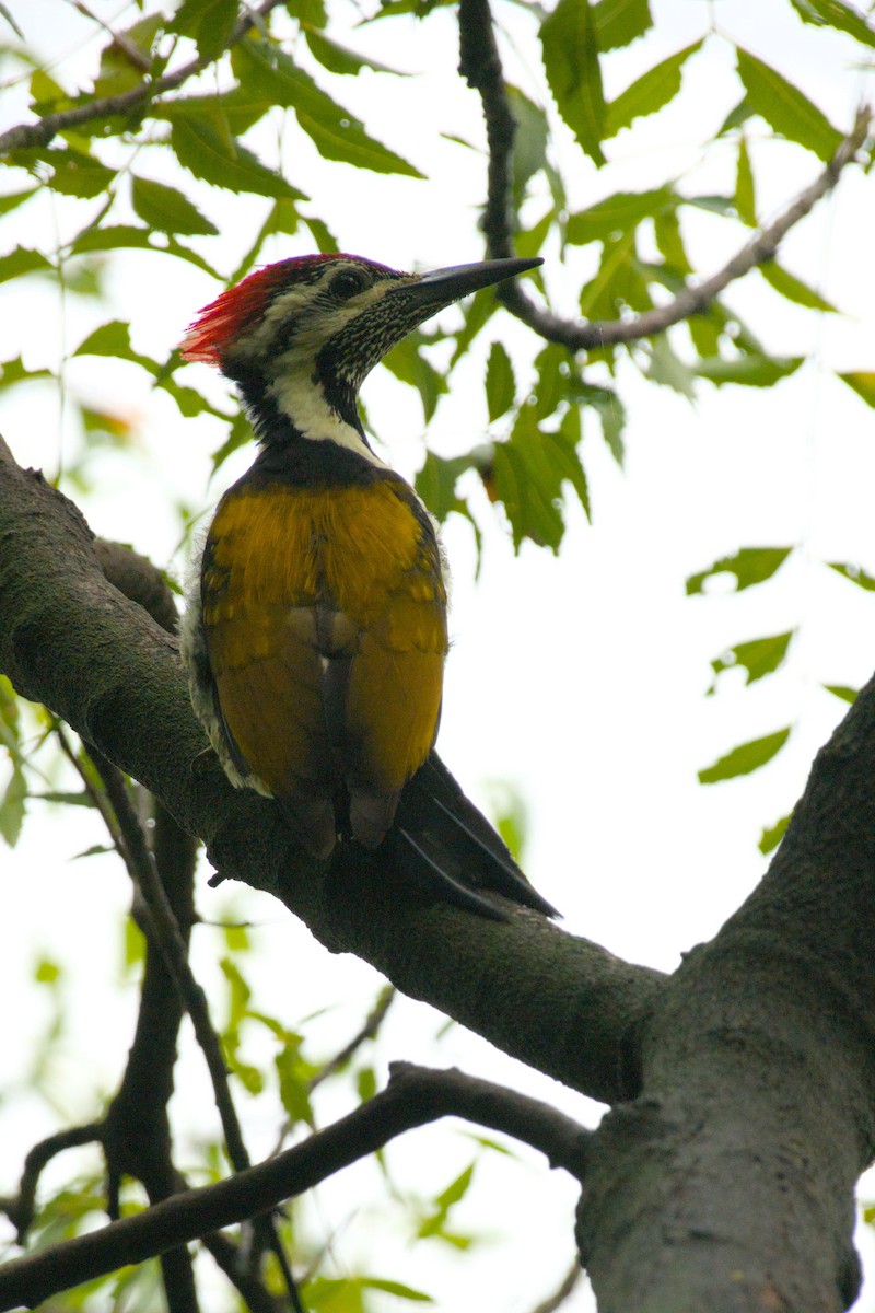 Black-rumped Flameback - ML643130436