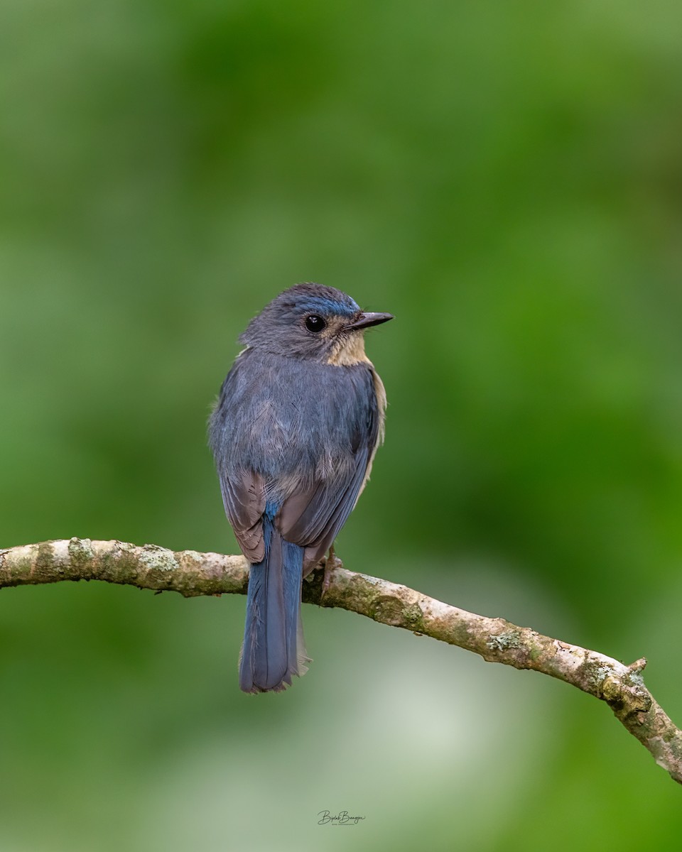 Tickell's Blue Flycatcher - ML643130447