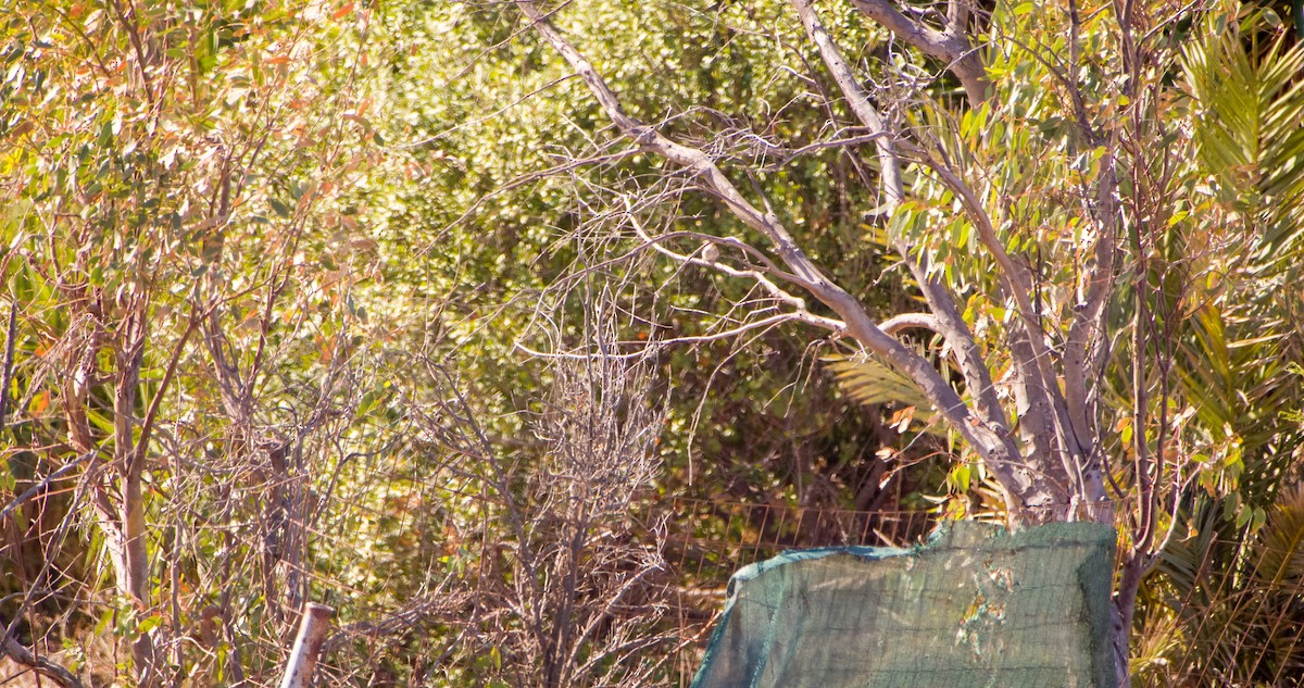 Spanish Sparrow - ML643130455