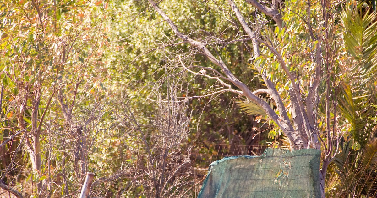 Spanish Sparrow - ML643130456