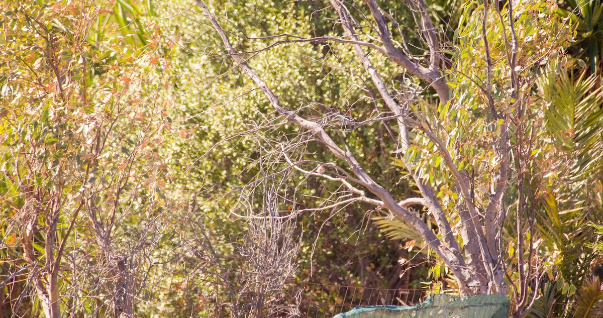 Spanish Sparrow - ML643130457