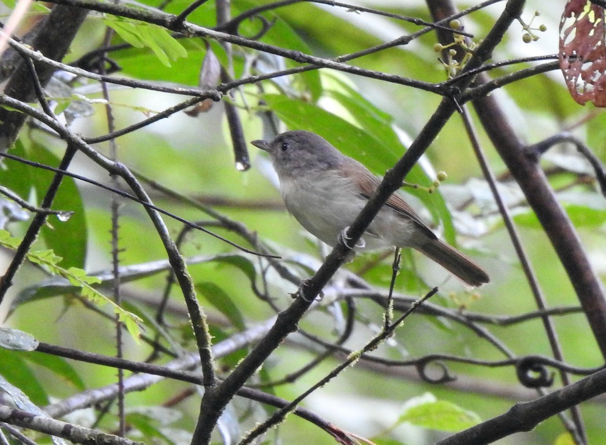 Brown Fulvetta - ML643130488