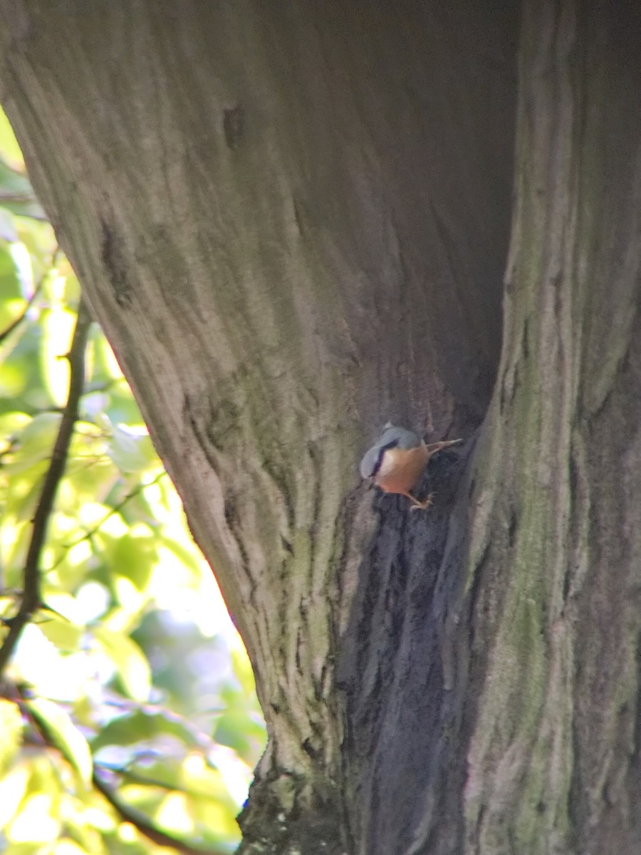 Eurasian Nuthatch (Western) - ML643130544
