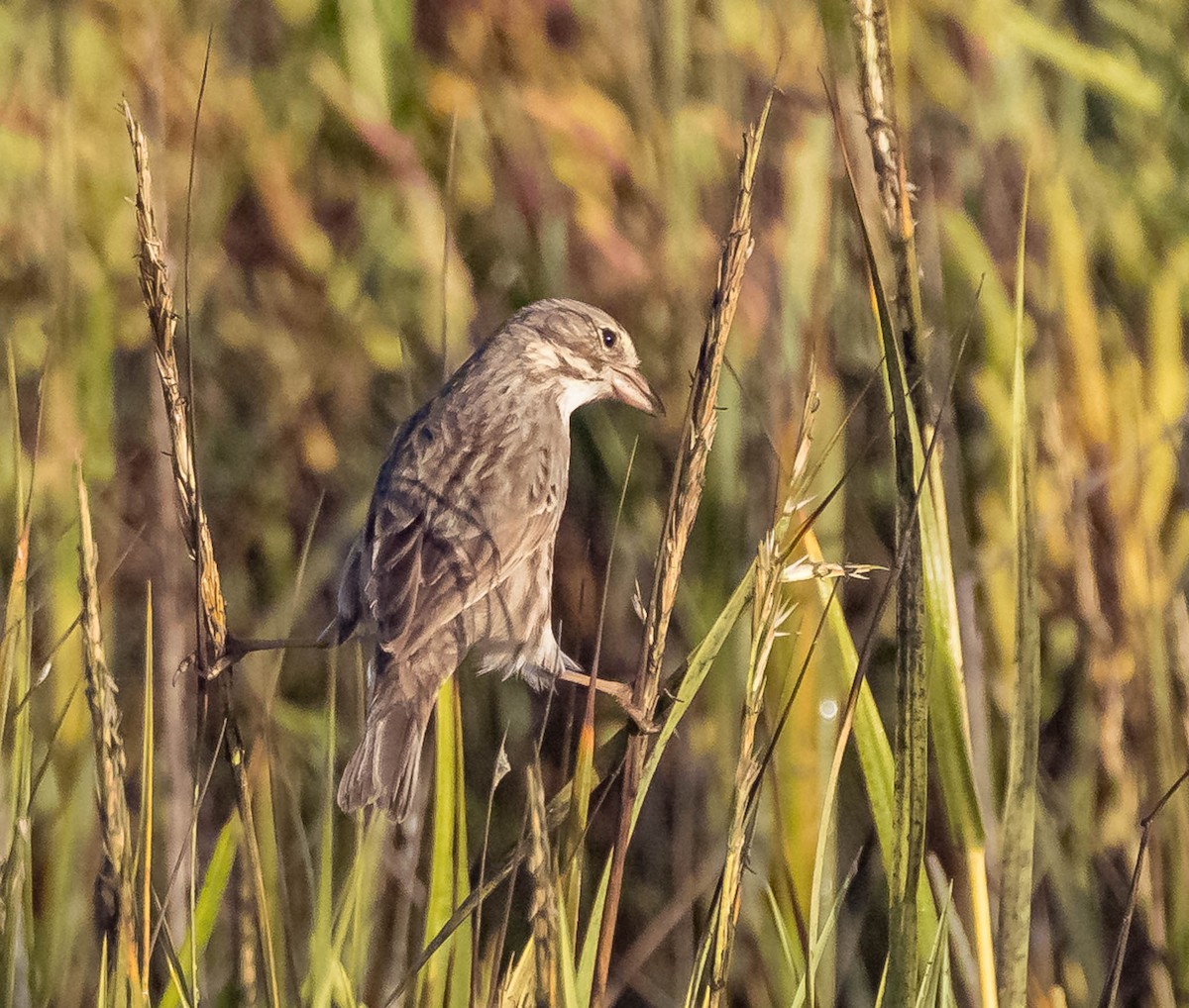 Savannah Sparrow (Large-billed) - ML643130560