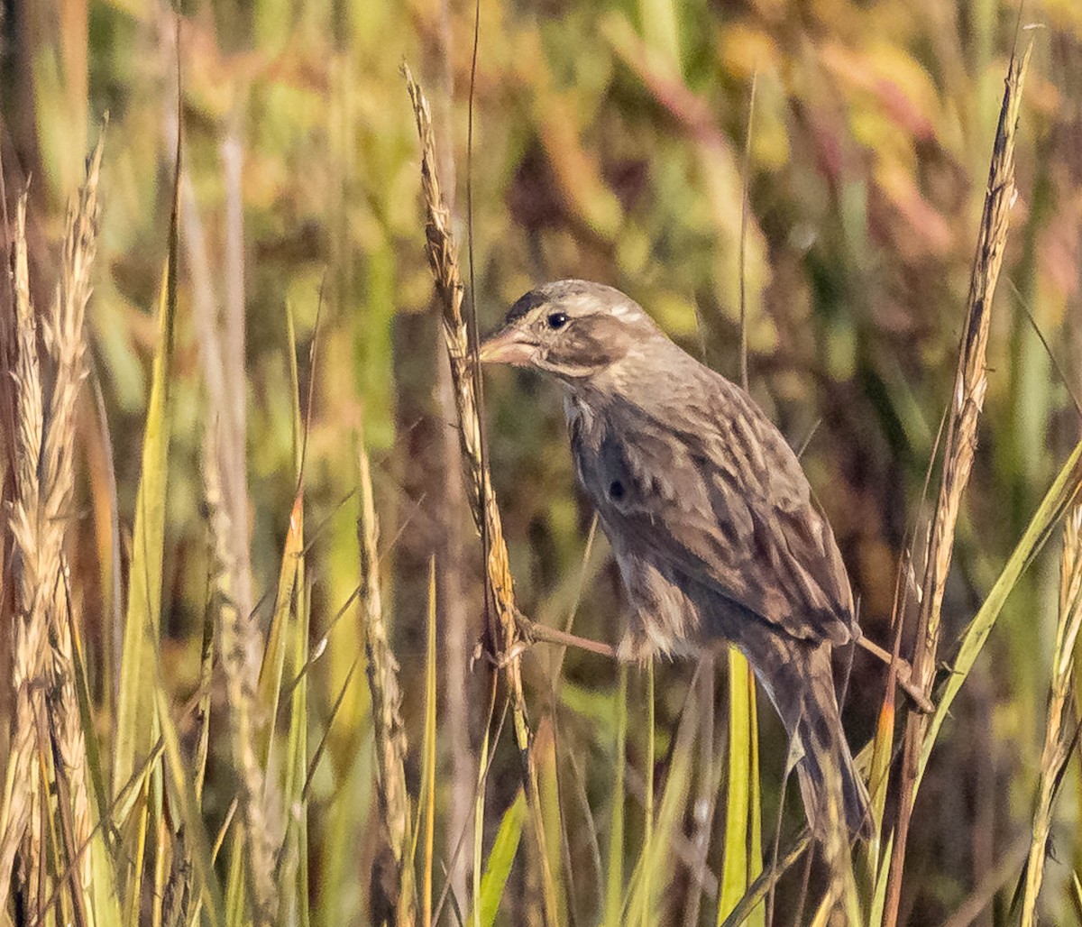 Savannah Sparrow (Large-billed) - ML643130561