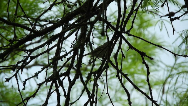 Plain Tyrannulet - ML643130564