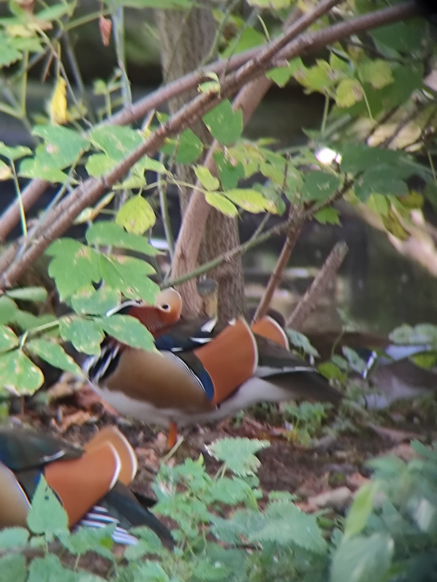 Мандир уранхажин - ML643130574