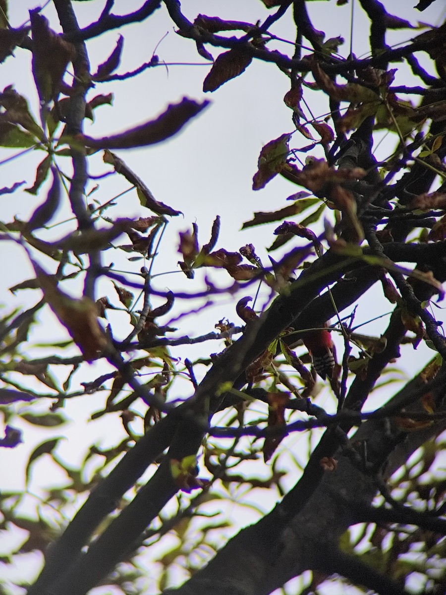 Great Spotted Woodpecker (Great Spotted) - ML643130584