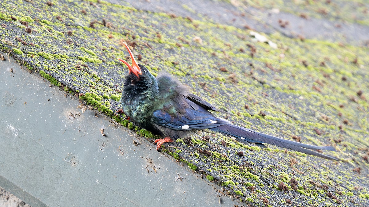 Green Woodhoopoe - ML643130585