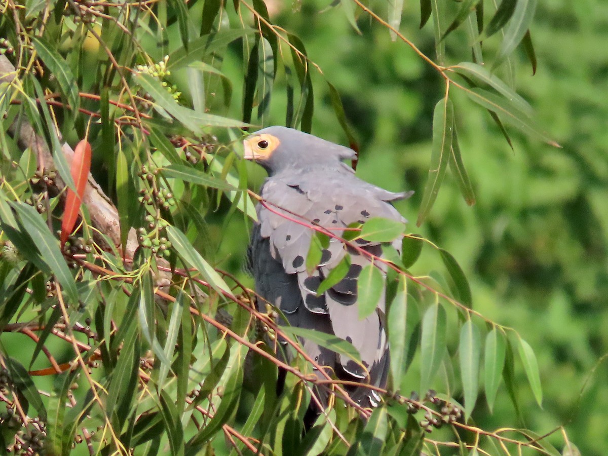 African Harrier-Hawk - ML643130608