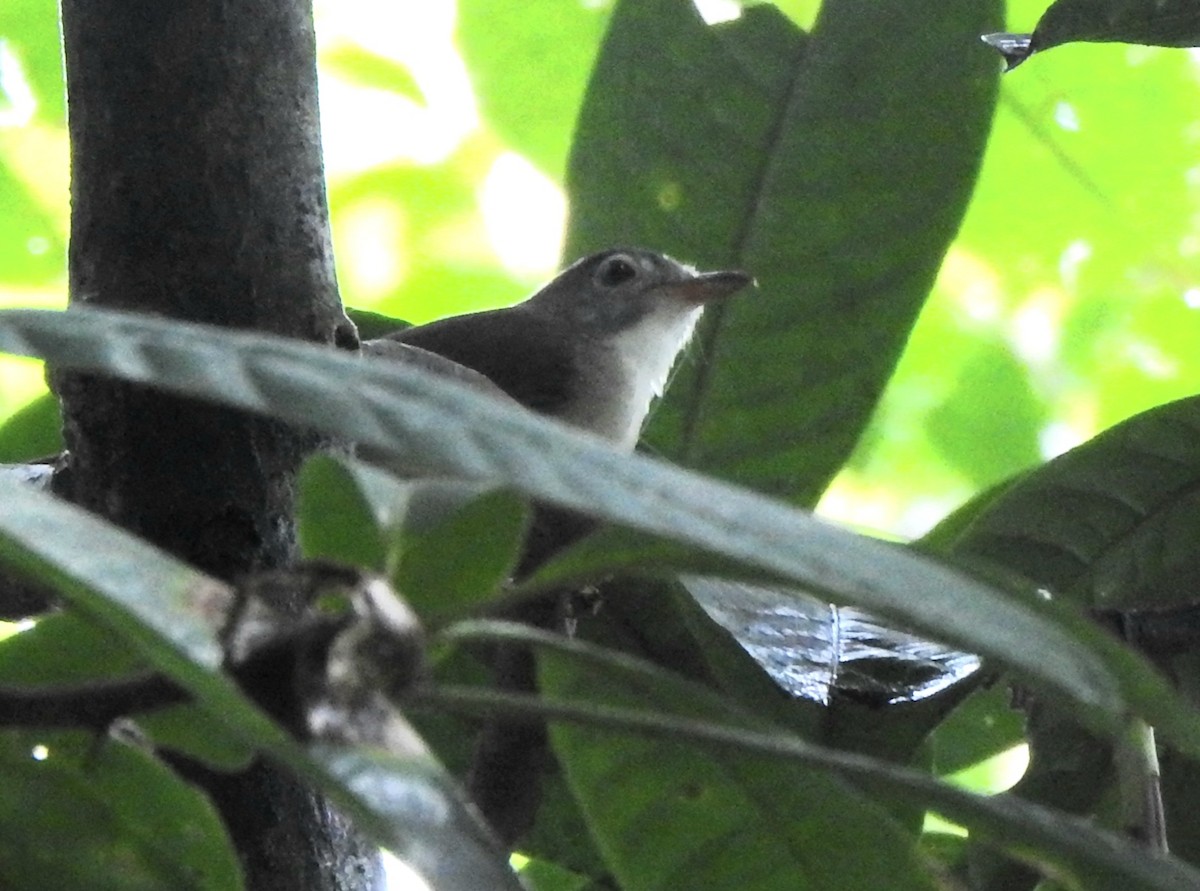 Sooty-capped Babbler - ML643130610