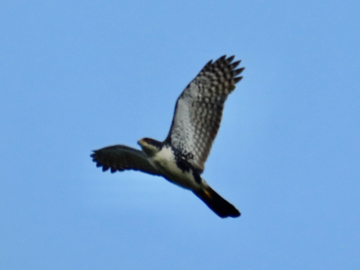 Black Goshawk - ML643130619