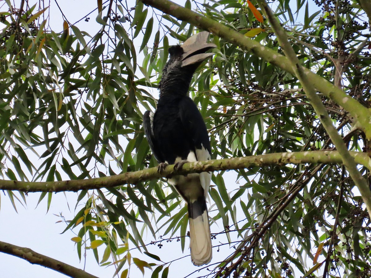 Black-and-white-casqued Hornbill - ML643130620