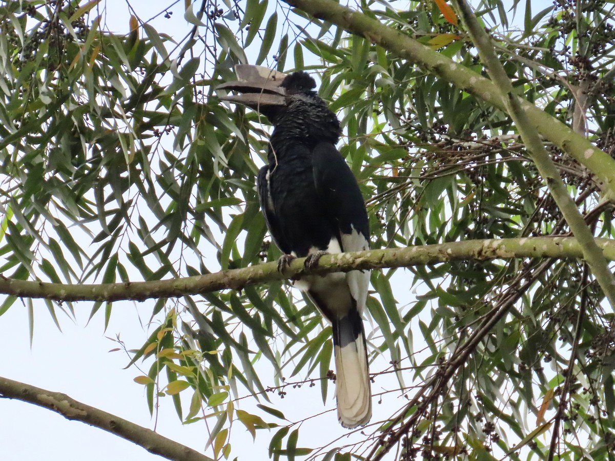 Black-and-white-casqued Hornbill - ML643130623