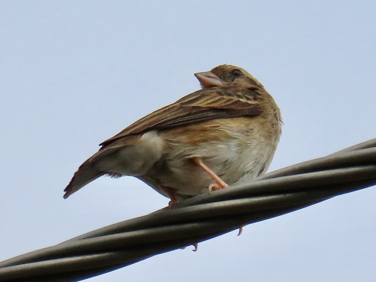Village Indigobird - ML643130632