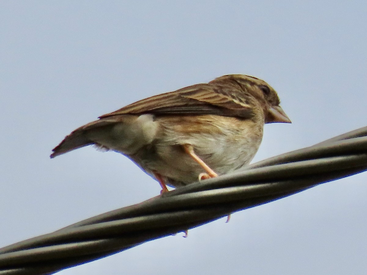 Village Indigobird - ML643130633