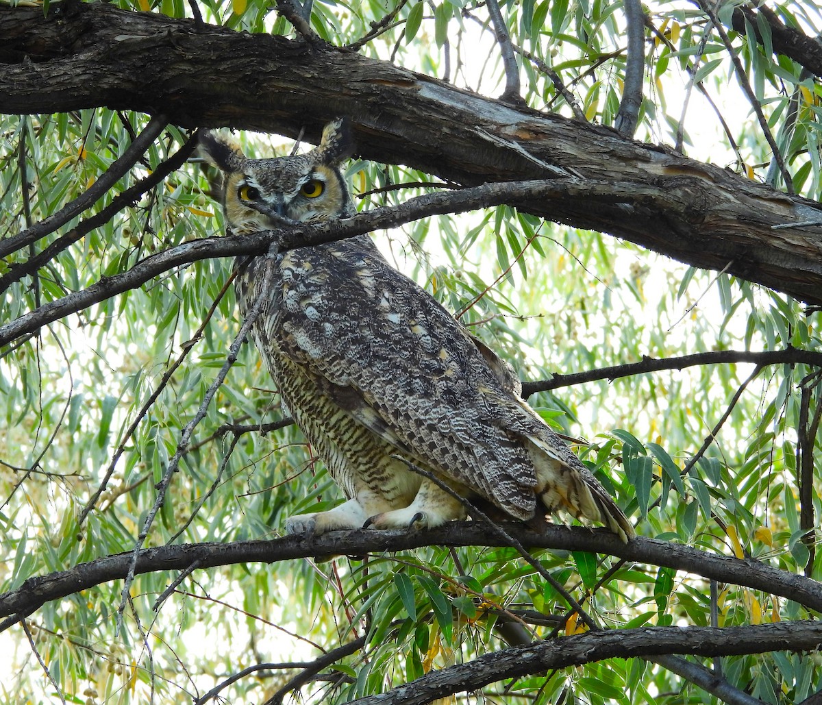 Great Horned Owl - ML643130635
