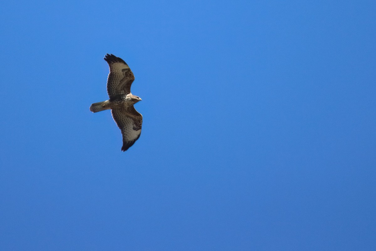 Buse variable (buteo) - ML643130639