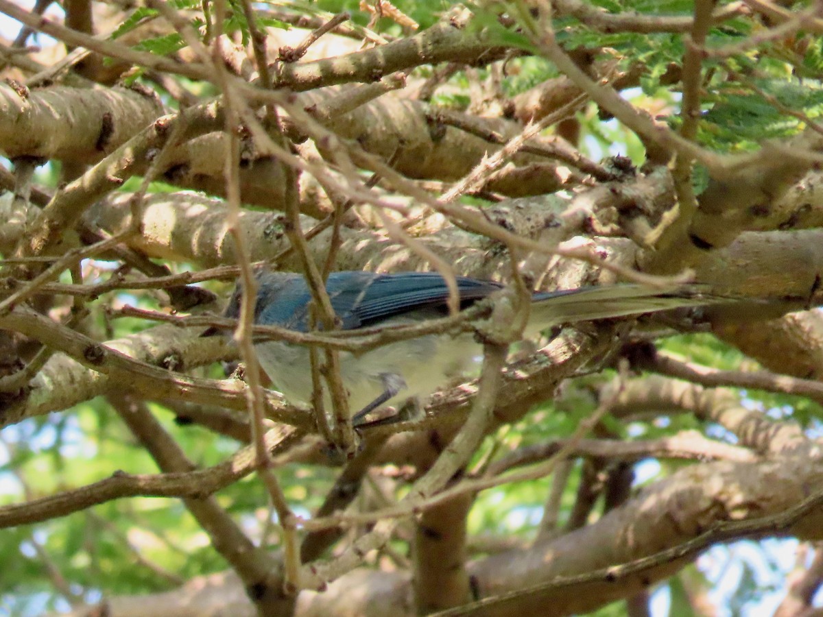 Blauhaubenschnäpper - ML643130646