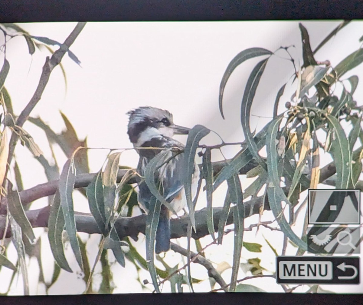 Red-backed Kingfisher - ML643130659