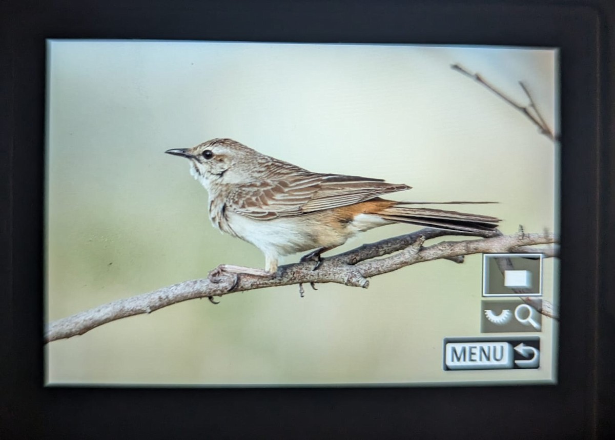 Rufous Songlark - ML643130662