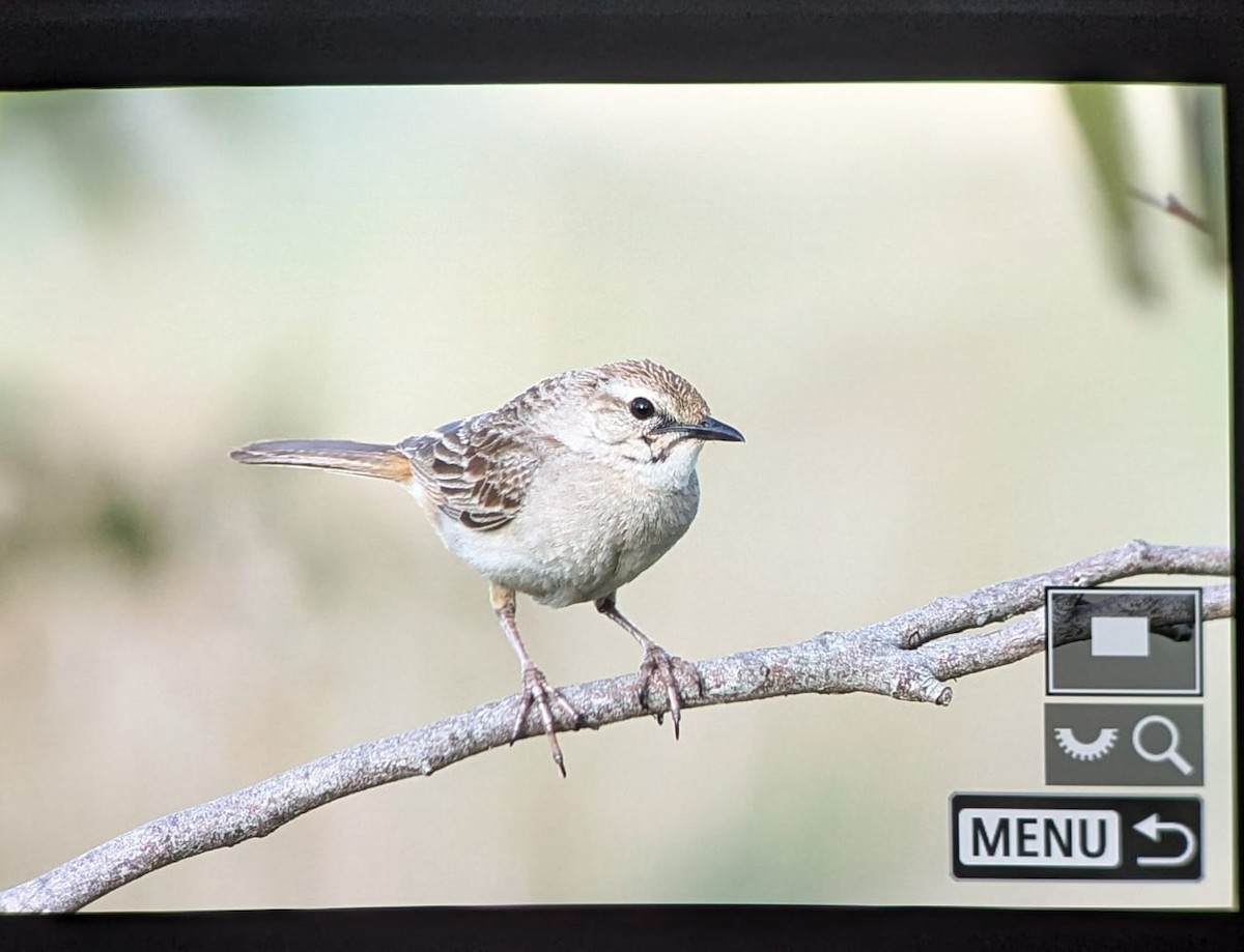 Rufous Songlark - ML643130663