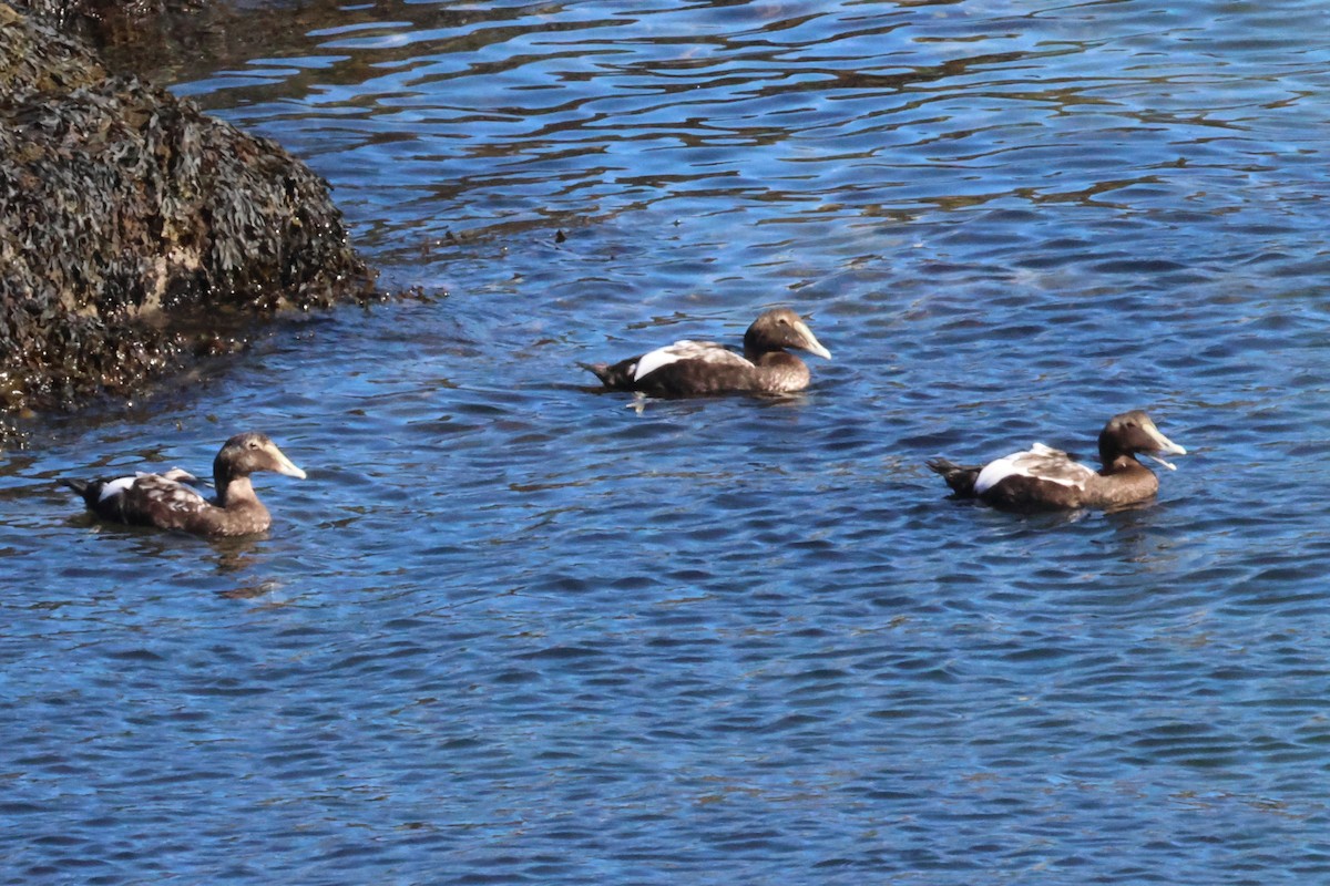 Common Eider - ML643130687