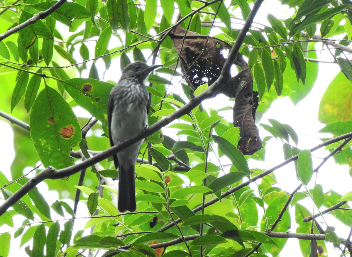 Streaked Bulbul - ML643130689