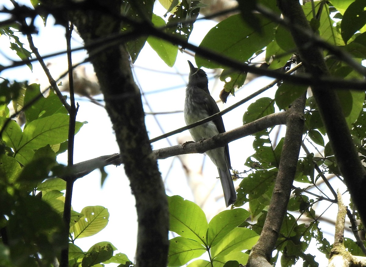 Streaked Bulbul - ML643130690