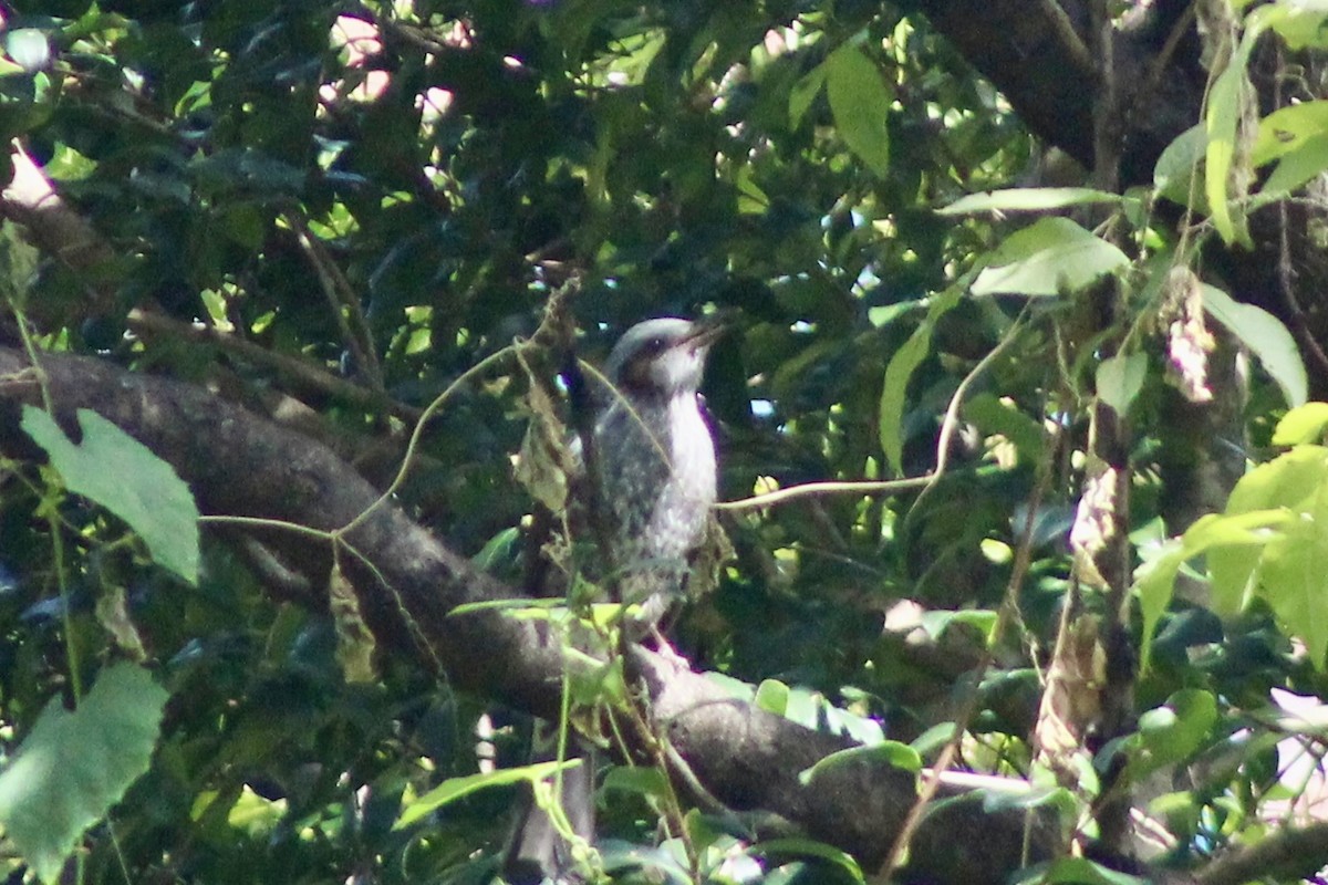 Brown-eared Bulbul - ML643130699