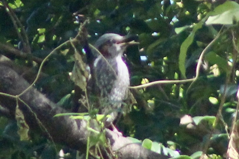 Brown-eared Bulbul - ML643130700