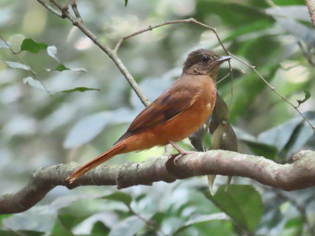 Rufous Flycatcher-Thrush - ML643130711