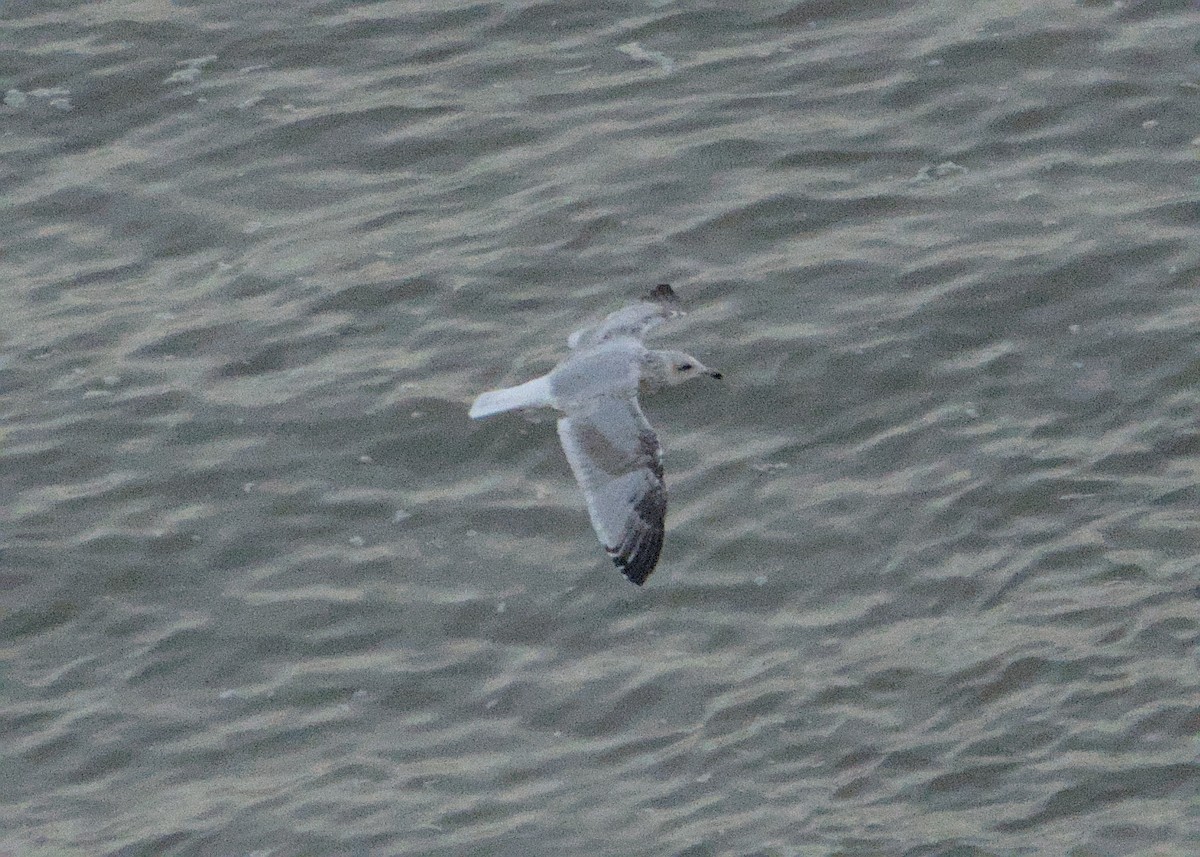 Common Gull - ML643130717