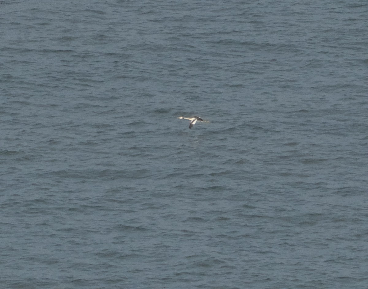 Great Crested Grebe - ML643130728
