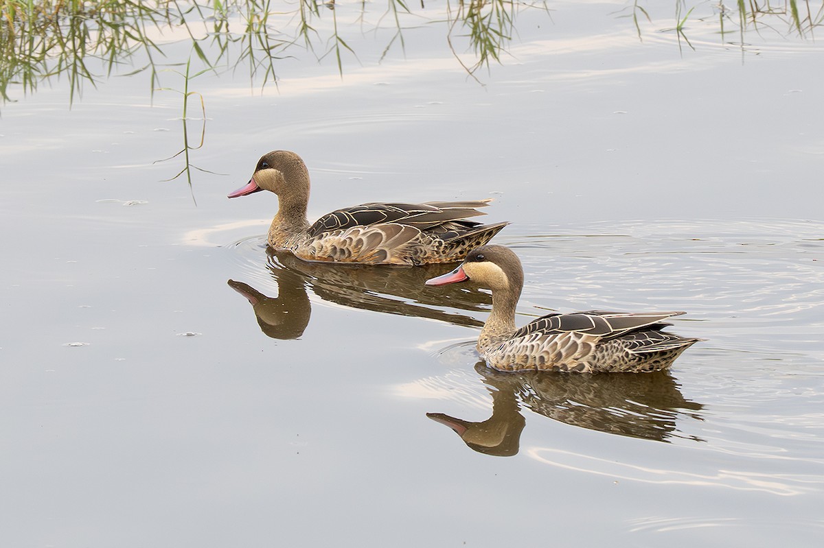 Red-billed Duck - ML643130730