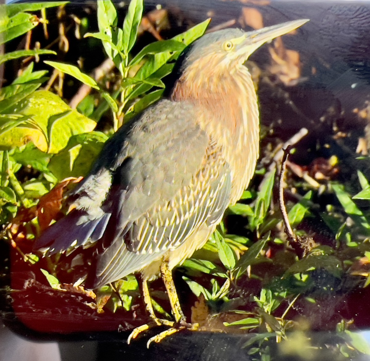 Green Heron - ML643130731