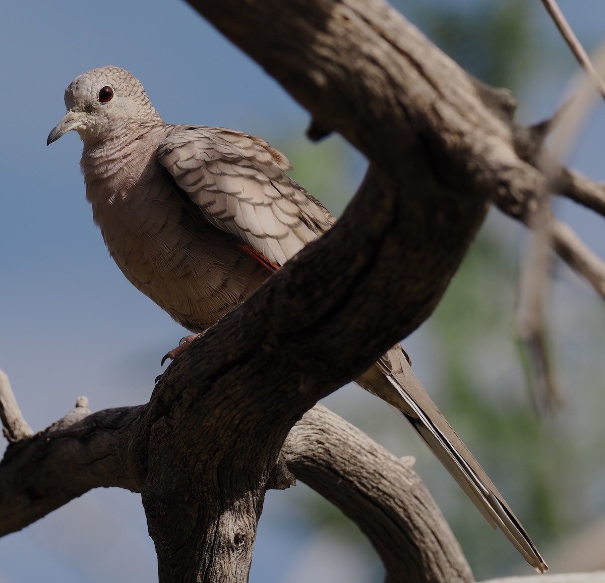 Inca Dove - ML643130735