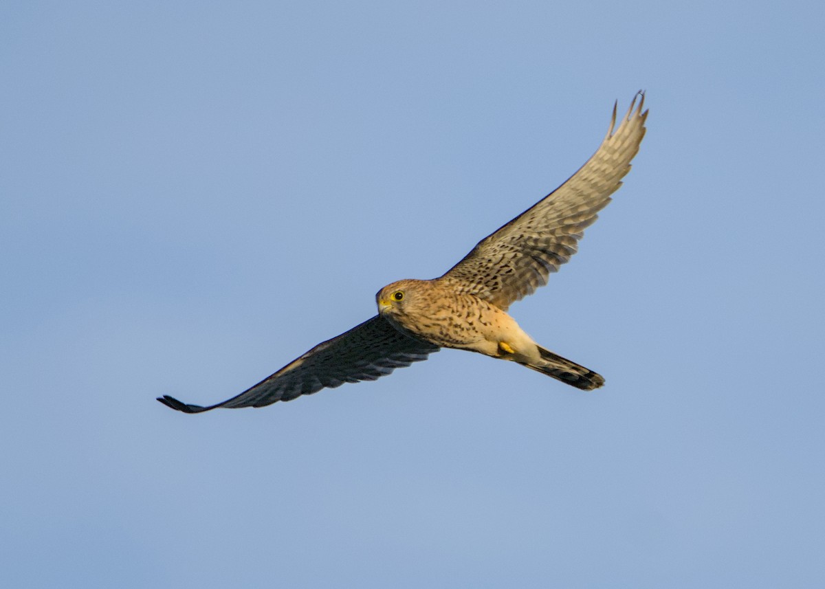 Eurasian Kestrel - ML643130737