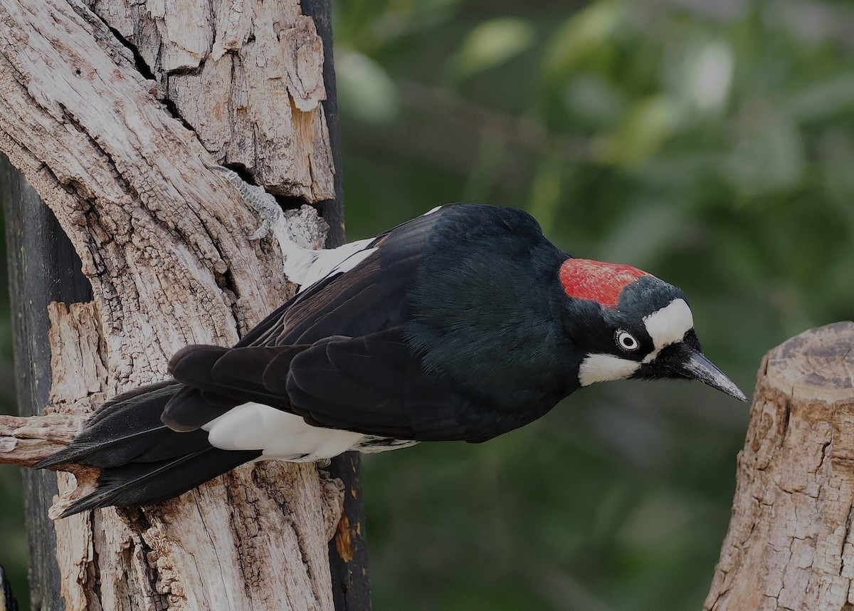 Acorn Woodpecker - ML643130746