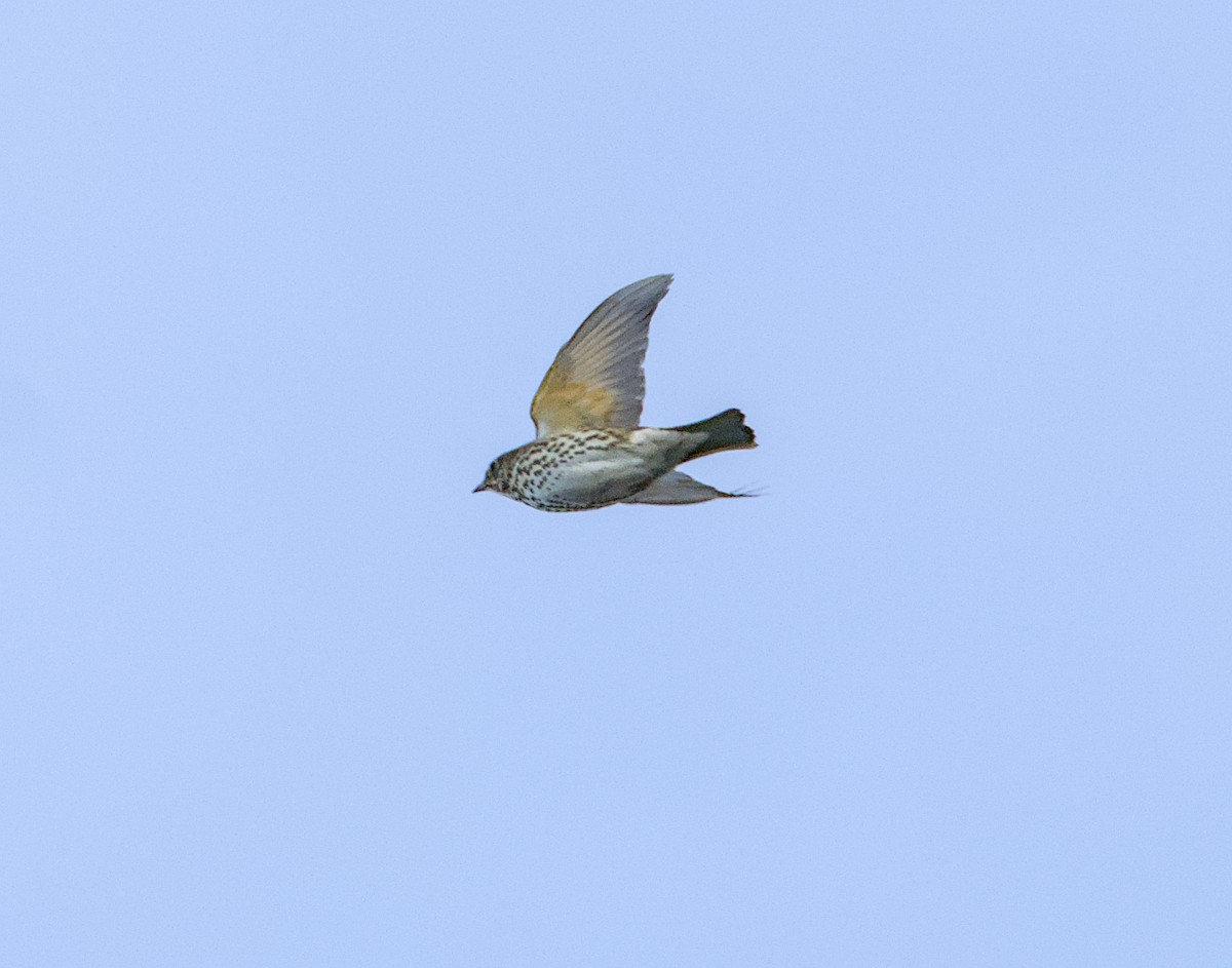 Song Thrush - ML643130747