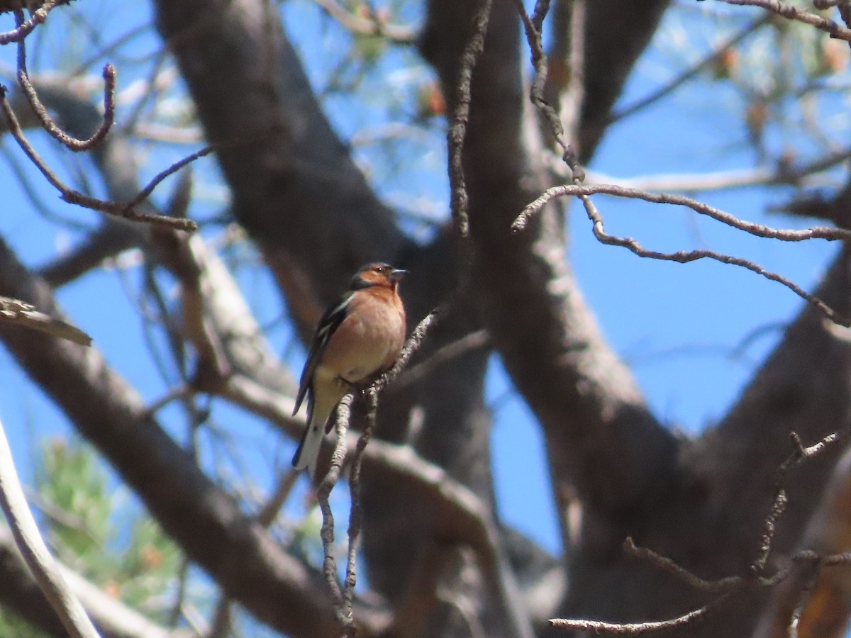 Common Chaffinch - ML643130757