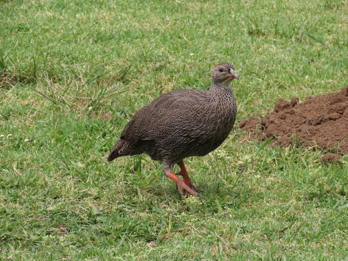 Cape Spurfowl - ML643130779