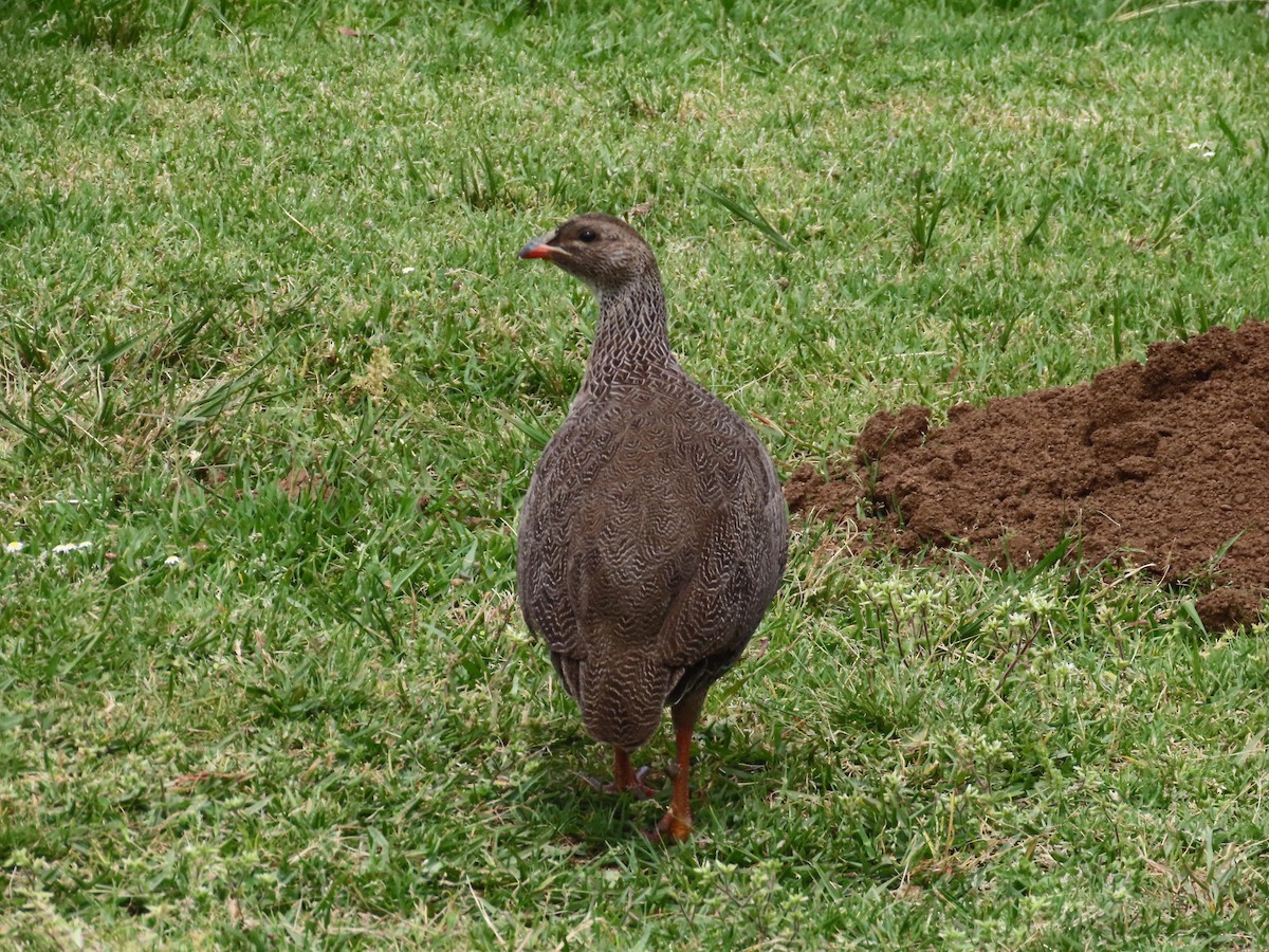 Cape Spurfowl - ML643130780