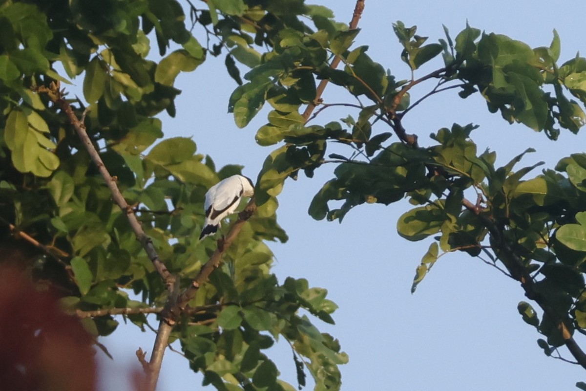 Black-crowned Tityra - ML643130781