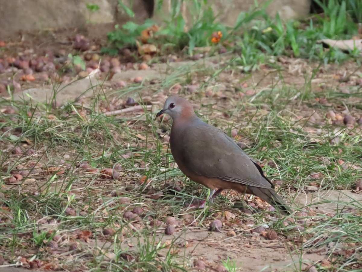 Lemon Dove - ML643130782