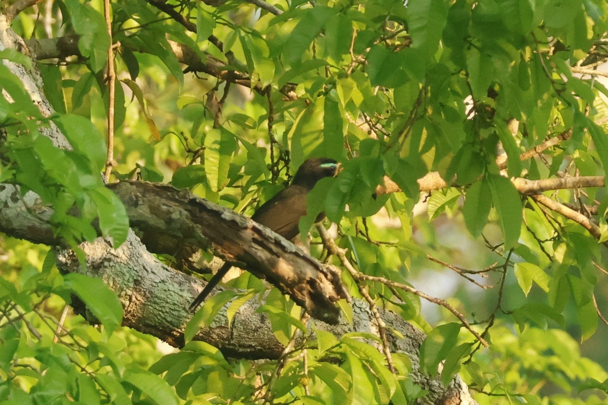 Lettered Aracari - ML643130783